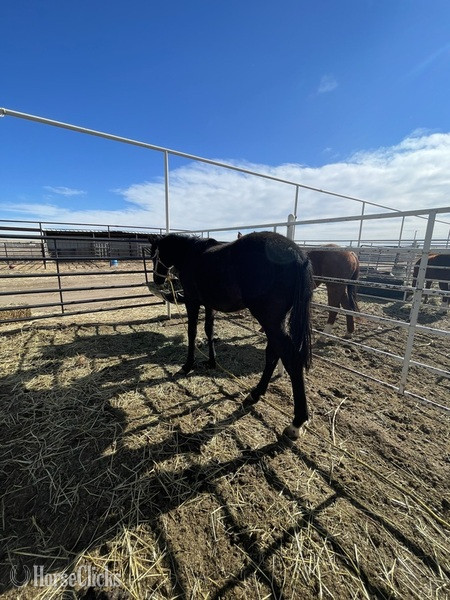 Colorado "Firewater slew niner" Black Gelding Quarter Horse
