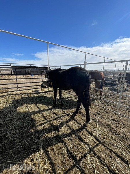 "Firewater slew niner" Black Gelding Quarter Horse - Quarter Horse in Colorado