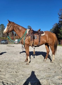 "Annabelle" Sorrel Mare Quarter Horse