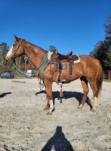 "Annabelle" Sorrel Mare Quarter Horse in South Carolina