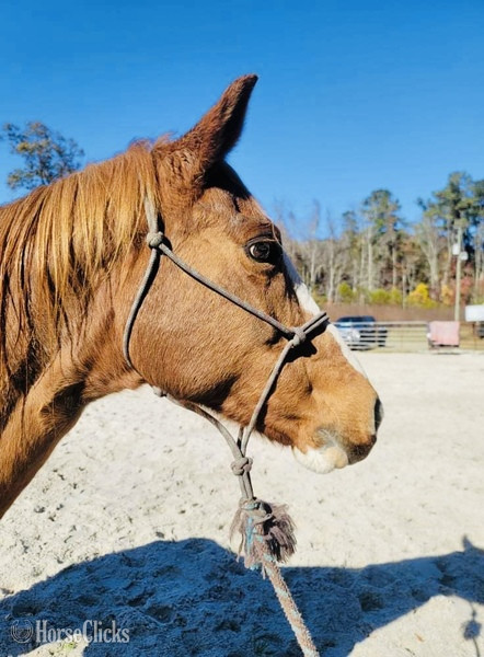 "Annabelle" Sorrel Mare Quarter Horse