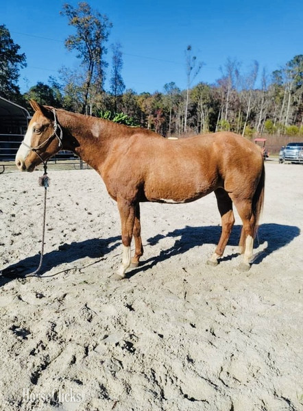 South Carolina "Annabelle" Sorrel Mare Quarter Horse