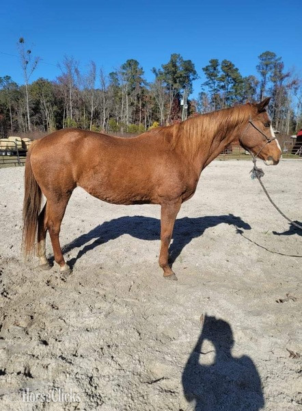 "Annabelle" Sorrel Mare Quarter Horse - Quarter Horse in South Carolina