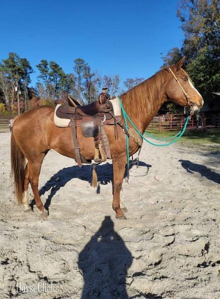 "Annabelle" Sorrel Mare Quarter Horse - Quarter Horse