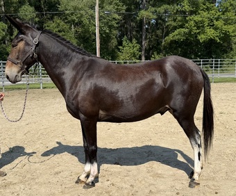 "Mule " Black Gelding Mule