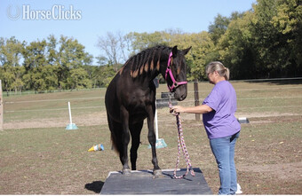 "TEF?S Cinco De Maya" Black Filly Rocky Mountain
