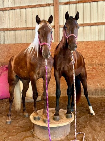 "TEF?S Cinco De Maya" Black Filly Rocky Mountain