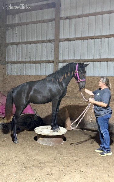 "TEF?S Cinco De Maya" Black Filly Rocky Mountain Kentucky