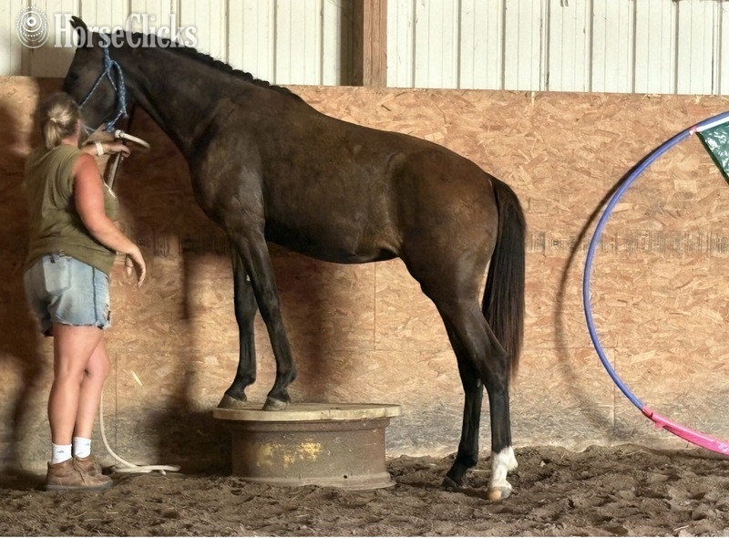 "TEF?S Cinco De Maya" Black Filly Rocky Mountain