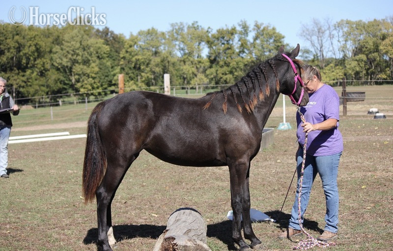 Kentucky "TEF?S Cinco De Maya" Black Filly Rocky Mountain