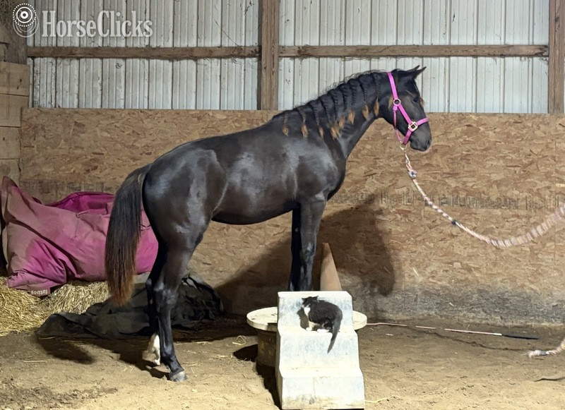 "TEF?S Cinco De Maya" Black Filly Rocky Mountain - Rocky Mountain in Kentucky