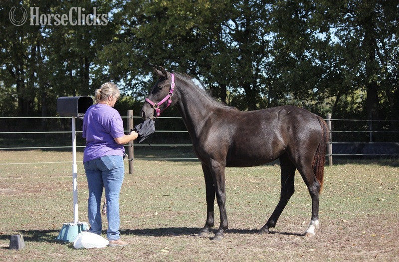 "TEF?S Cinco De Maya" Black Filly Rocky Mountain - Rocky Mountain