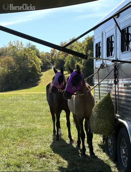 Rocky Mountain - "TEF?S Cinco De Maya" Black Filly Rocky Mountain in Kentucky