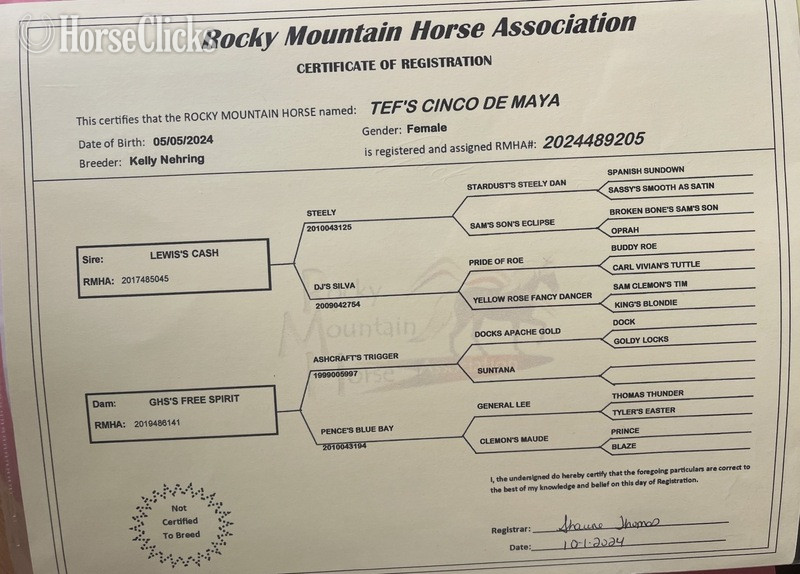 Rocky Mountain - "TEF?S Cinco De Maya" Black Filly Rocky Mountain