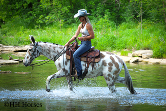 "DECKED OUT" Grullo Gelding Mule
