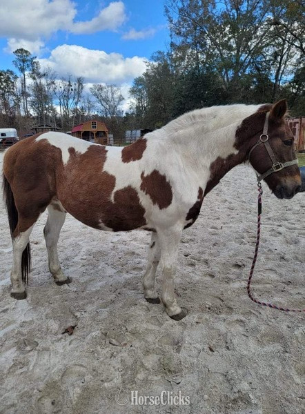 "Lightening" White Gelding Mustang in South Carolina