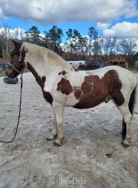 "Lightening" White Gelding Mustang