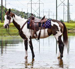 "Baja" White Mare Quarter Horse