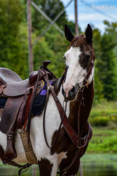 South Carolina "Baja" White Mare Quarter Horse