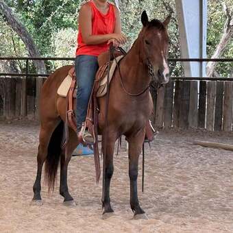 "Luca" Bay Gelding Quarter Pony