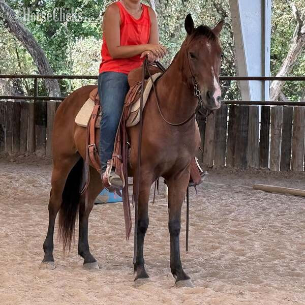"Luca" Bay Gelding Quarter Pony in Texas