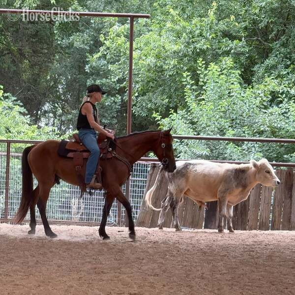 "Luca" Bay Gelding Quarter Pony