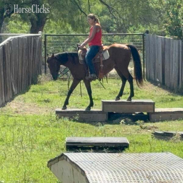 Texas "Luca" Bay Gelding Quarter Pony