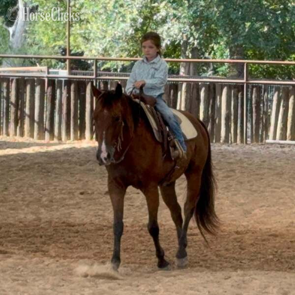 "Luca" Bay Gelding Quarter Pony - Quarter Pony in Texas