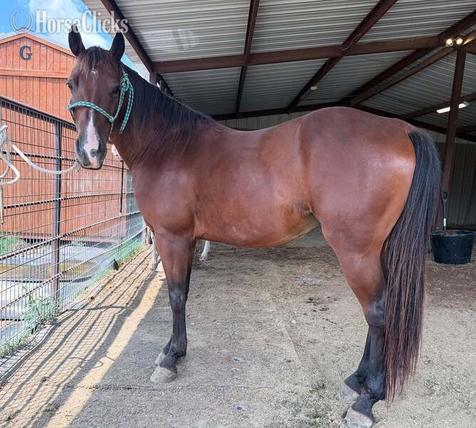 "Luca" Bay Gelding Quarter Pony - Quarter Pony