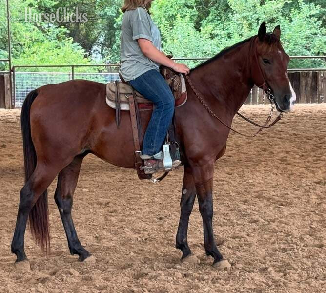 "Luca" Bay Gelding Quarter Pony Texas