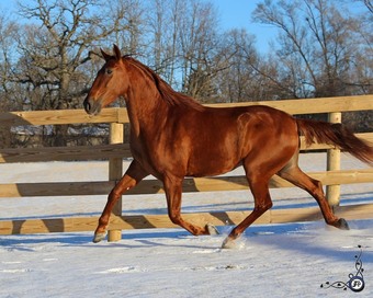 "Campeador WT" Chestnut Gelding Andalusian