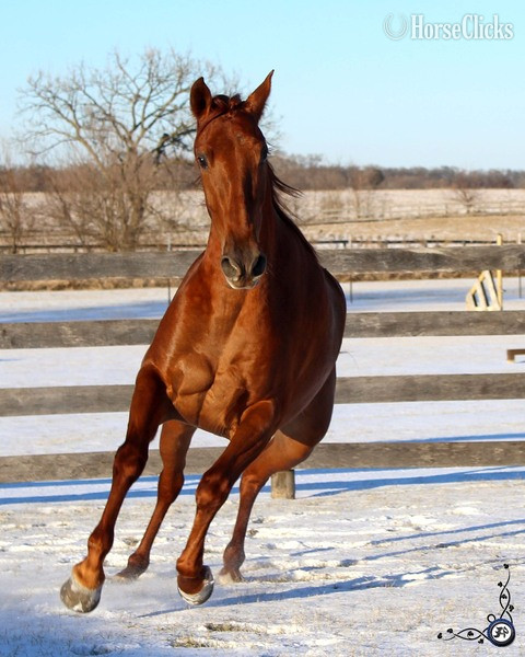 "Campeador WT" Chestnut Gelding Andalusian
