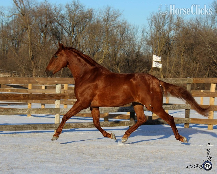 "Campeador WT" Chestnut Gelding Andalusian - Andalusian in Texas