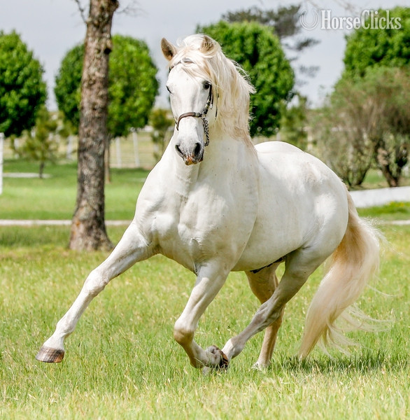 "Campeador WT" Chestnut Gelding Andalusian - Andalusian