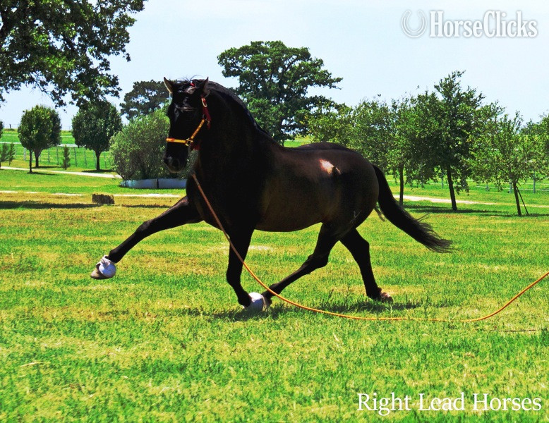 "Campeador WT" Chestnut Gelding Andalusian Texas