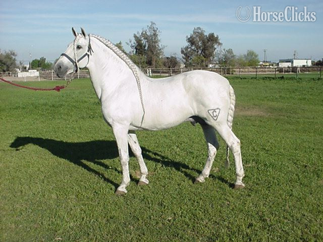 Andalusian - "Campeador WT" Chestnut Gelding Andalusian in Texas