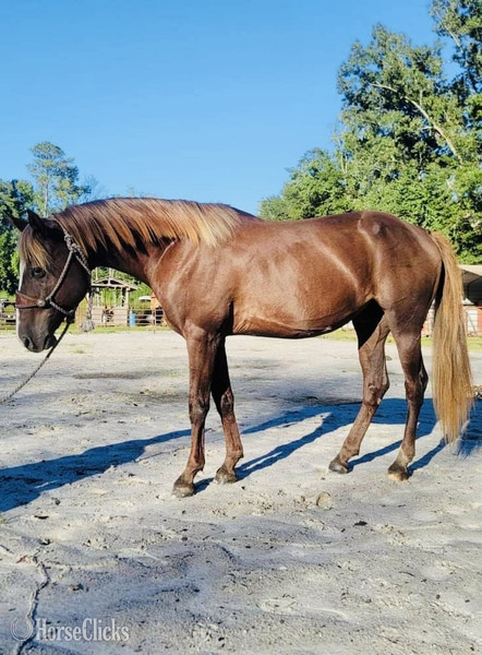 "Taco" Sorrel Gelding Quarter Horse in South Carolina