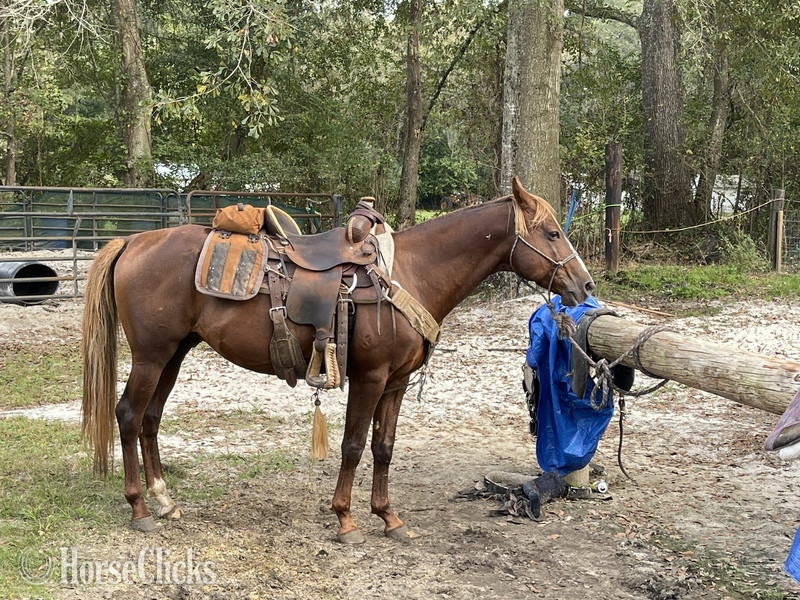 "Taco" Sorrel Gelding Quarter Horse