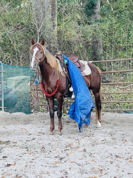 South Carolina "Taco" Sorrel Gelding Quarter Horse