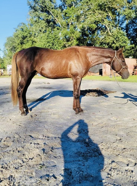 "Taco" Sorrel Gelding Quarter Horse - Quarter Horse in South Carolina