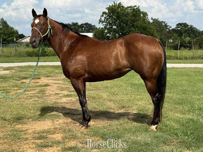 "Lena" Bay Mare Appaloosa in Texas