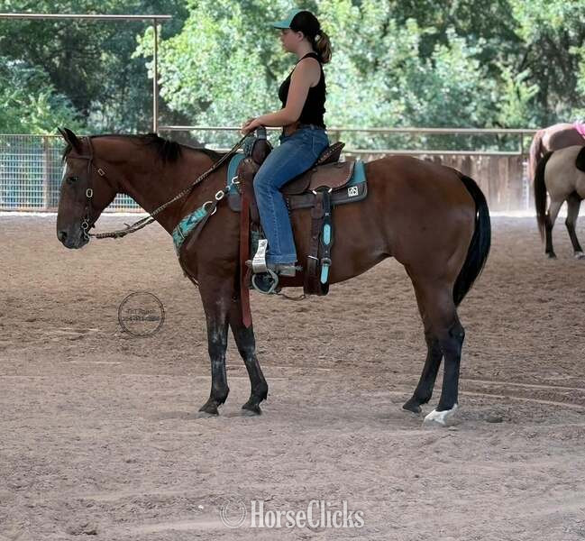 "Lena" Bay Mare Appaloosa