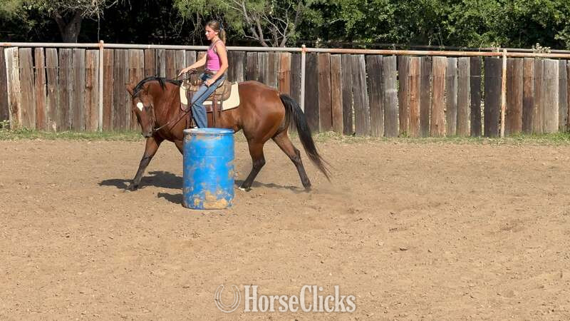 Texas "Lena" Bay Mare Appaloosa