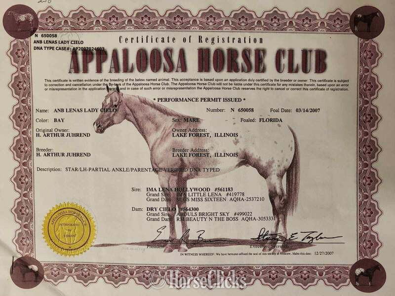 "Lena" Bay Mare Appaloosa - Appaloosa in Texas