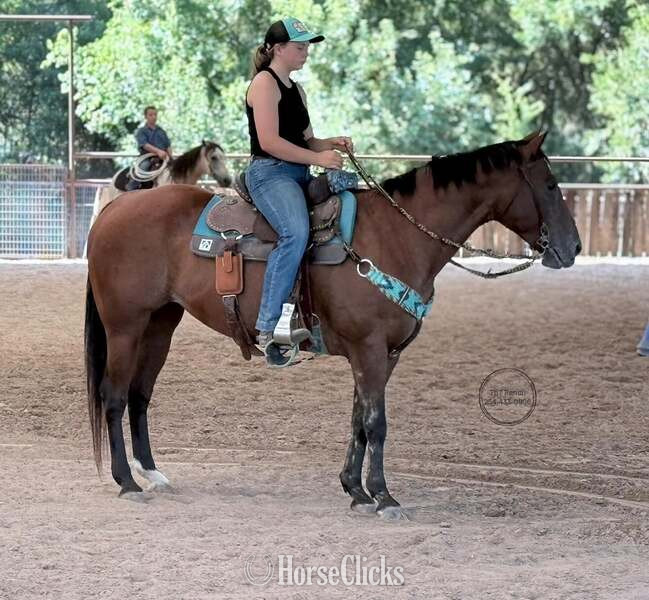 "Lena" Bay Mare Appaloosa - Appaloosa