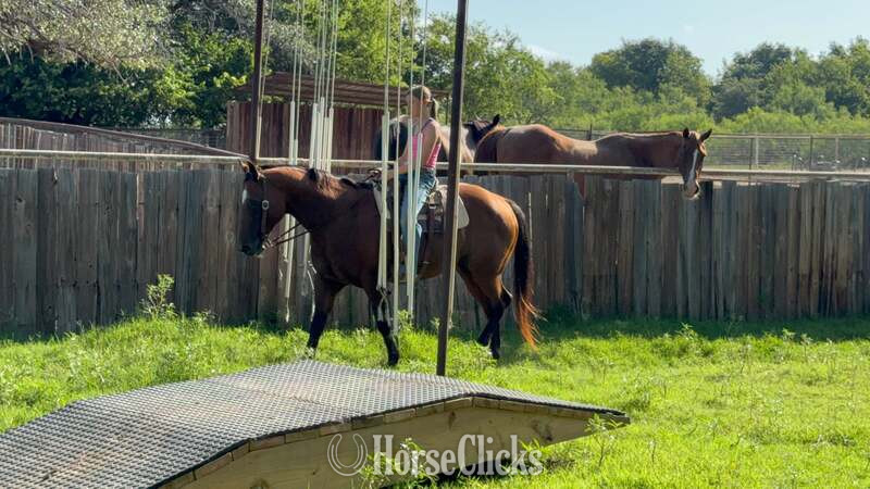 "Lena" Bay Mare Appaloosa Texas