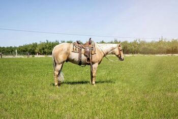 "COOL WHIP" Palomino Gelding Quarter Horse