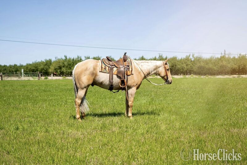 "COOL WHIP" Palomino Gelding Quarter Horse in California