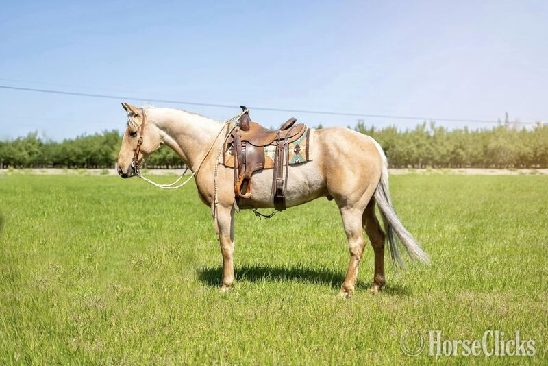 "COOL WHIP" Palomino Gelding Quarter Horse