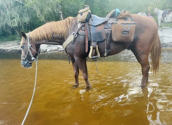 "Raven " Sorrel Gelding Quarter Horse